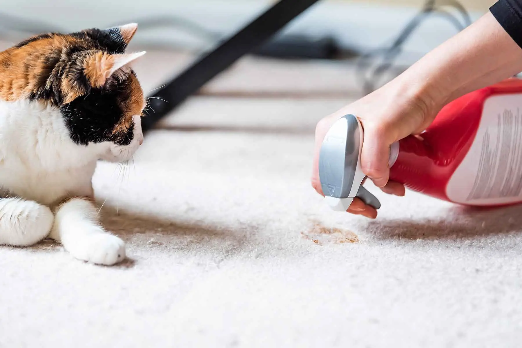 ¿Son los ventiladores seguros para los gatos? - A los gatos les gustan los ventiladores cuando hace calor ventiladores y gatos - A los gatos les gustan los ventiladores cuando hace calor