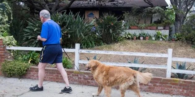 mascotas con ventilador - Cómo afecta el calor a nuestras mascotas