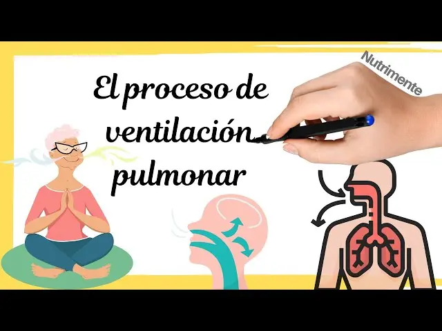 Imagen de Ventilación Percusión del Pulmón: Una Guía Completa - Cómo es la percusión del pulmón imagen de ventilación percusión del pulmon - Cómo es la percusión del pulmón