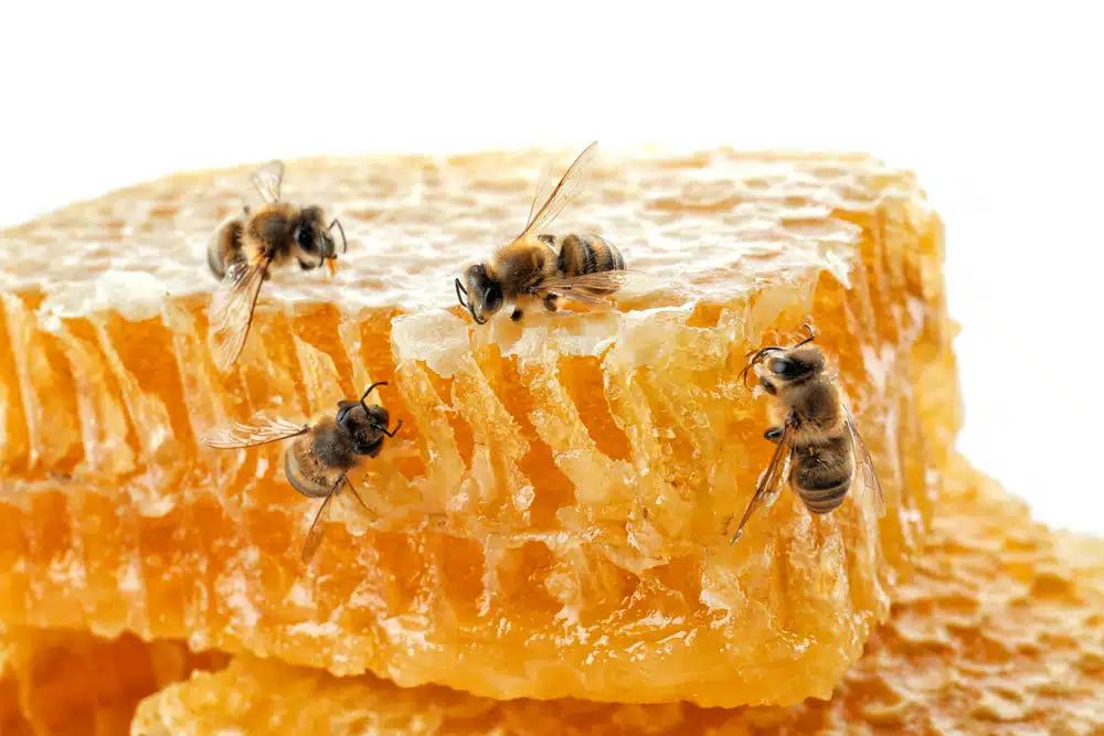 cajas ventiloadas para colmenas - Cómo evitar el pillaje en las colmenas