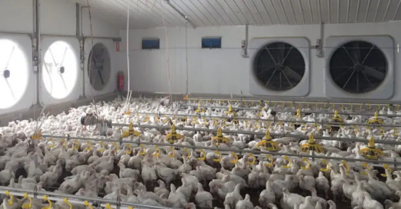 Cómo Construir y Optimizar una Granja de Pollos: Guía Completa - Cómo funciona una granja de pollos ventilador granja pollos - Cómo funciona una granja de pollos