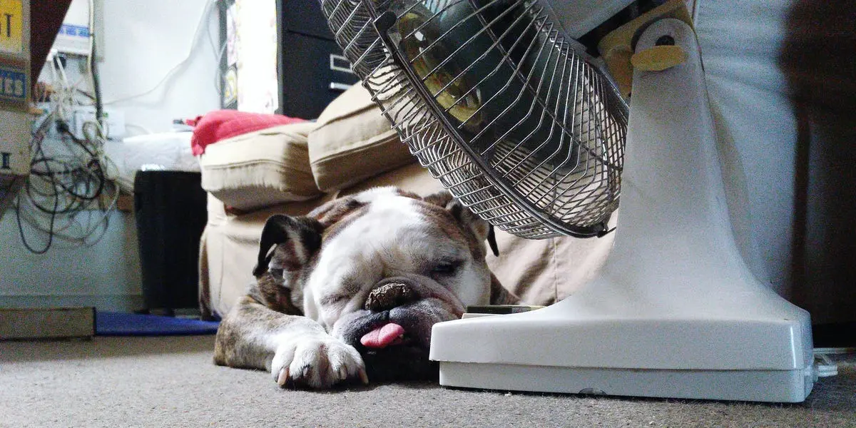 Ventilador con Hielo y Agua: La Guía Definitiva para un Verano Fresco - Cómo hacer que un ventilador tire aire frío con hielo ventilador con hielo y agua - Cómo hacer que un ventilador tire aire frío con hielo