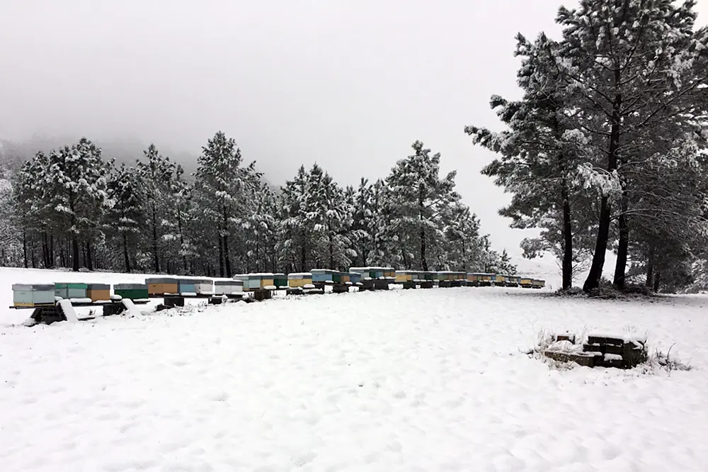 cajas ventiloadas para colmenas - Cómo proteger las colmenas del frío