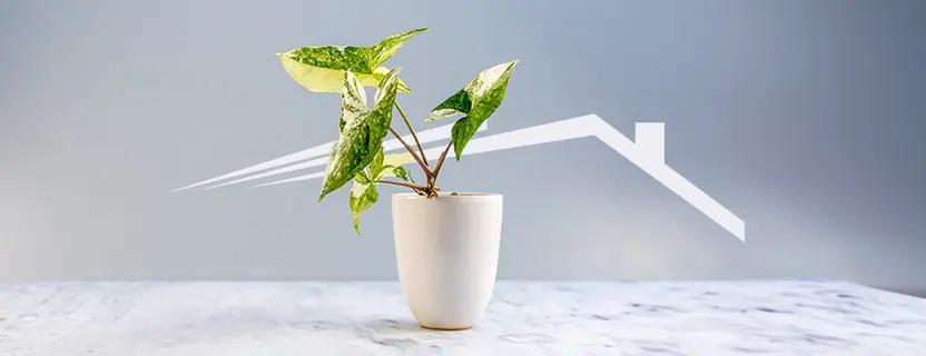 alejar las plantas de la ventilación - Cómo proteger las plantas de los vientos