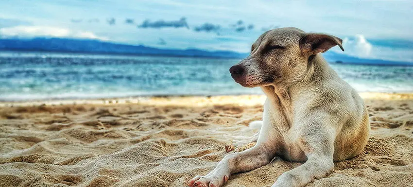 Los Peligros de la Cerveza para Perros y Cómo Refrescarlos en Días Calurosos - Cómo refrescar un perro con golpe de calor perro con cerveza y ventilador - Cómo refrescar un perro con golpe de calor