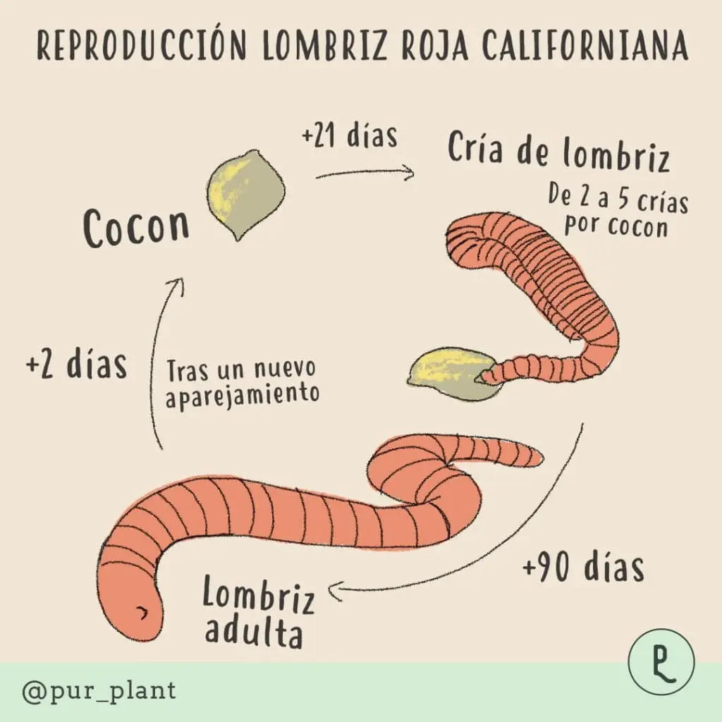 Cómo Ventilar Lombrices Californianas: La Guía Completa - Cómo respira la lombriz californiana como ventilar lombrices californianas - Cómo respira la lombriz californiana