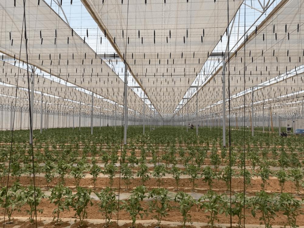 manejo en ventilación en invernaderos inia - Cómo se controla la ventilación en un invernadero