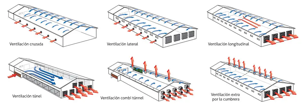Ventilación para Galpones de Pollos: Guía Completa para un Ambiente Saludable - Cuál es la mejor forma de ventilar un gallinero sistema de ventilación para galpones de pollos - Cuál es la mejor forma de ventilar un gallinero