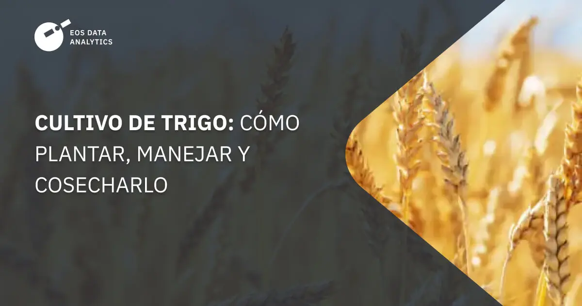 Ventilado de Trigo Después de la Trilla: Estructura Interna y Beneficios - Cuánto tarda en espigar el trigo ventilado de trigo despues de la trilla - Cuánto tarda en espigar el trigo
