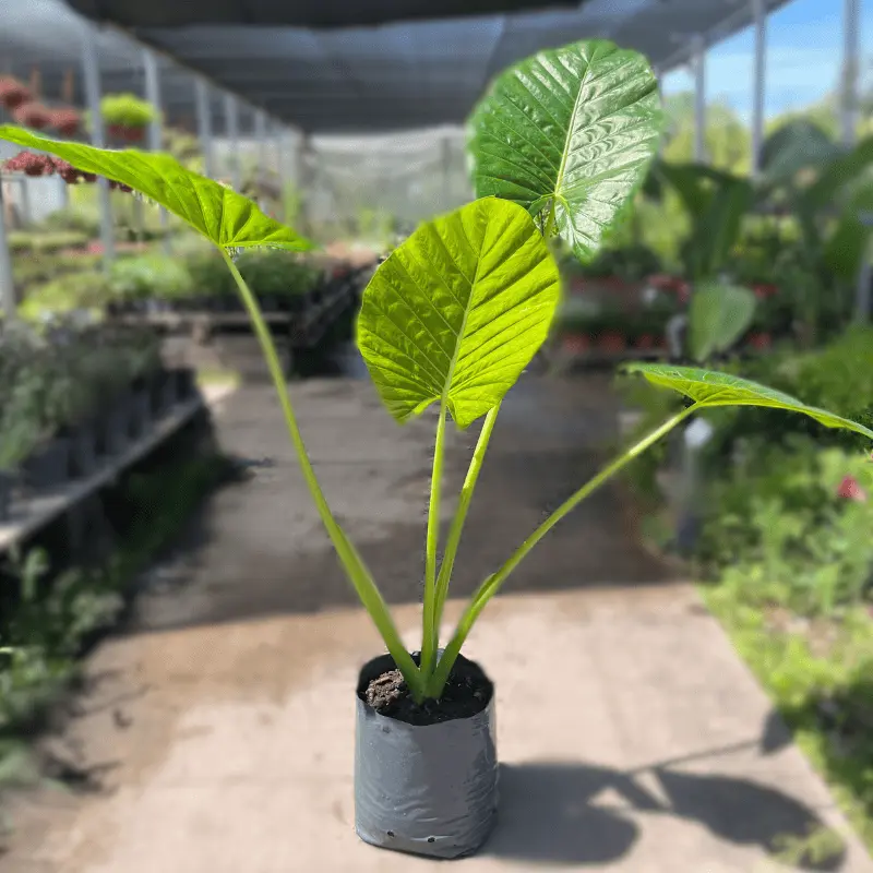 Alocasia Ventil: La Guía Completa para el Cuidado de la Oreja de Elefante - Dónde ubicar Alocasia alocasia ventil - Dónde ubicar Alocasia