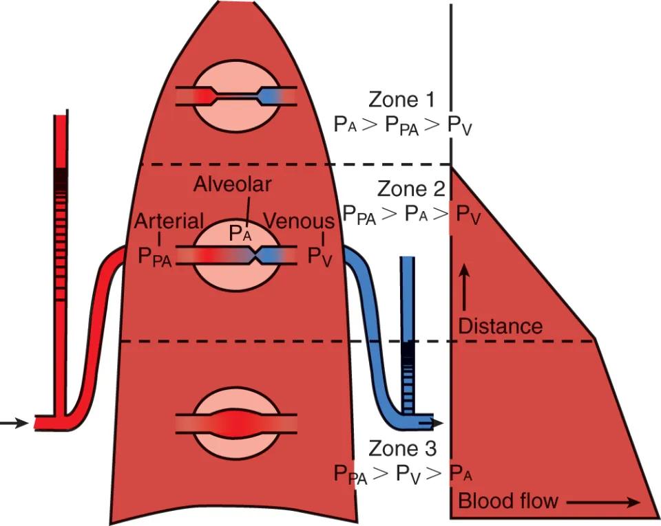 La Influencia de la Gravedad en la Ventilación Pulmonar - How does gravity affect ventilation and how they change with age lung ventilation perfusion gravity - How does gravity affect ventilation and how they change with age