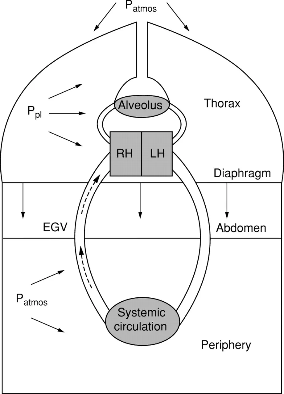 mechanical ventilation and heart - How does mechanical ventilation affect hemodynamics