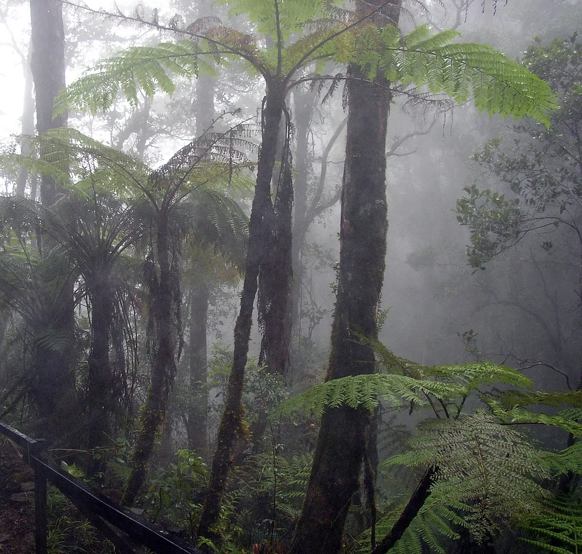 qué es la niebla en ventilación - Por qué se genera la niebla