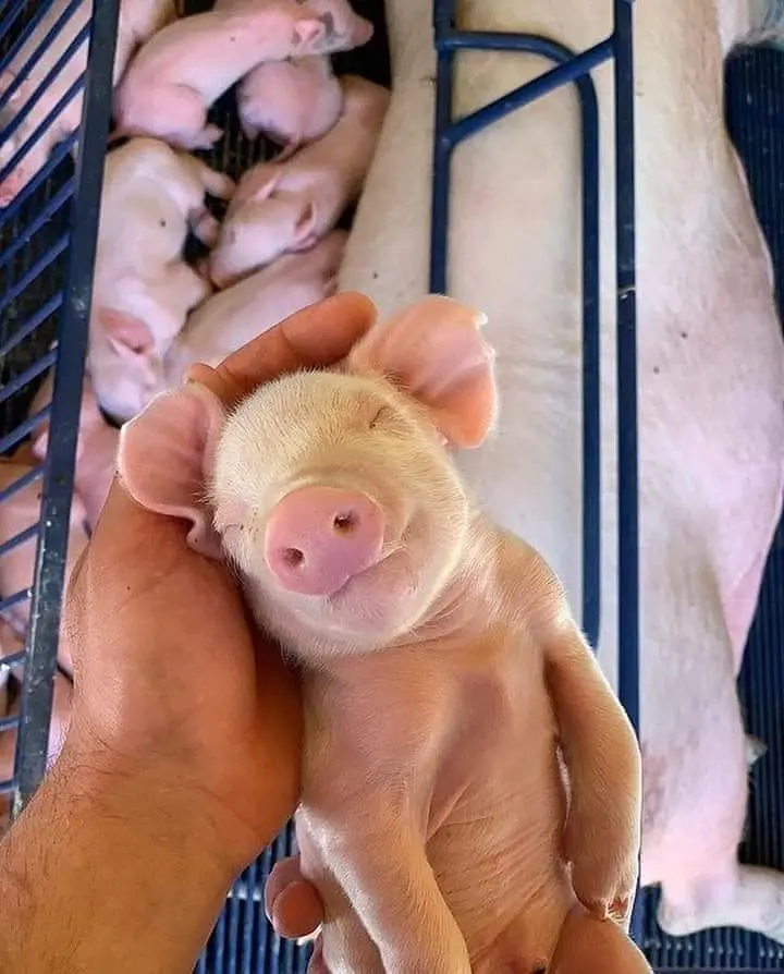 que ventilación es adecuada para los lechones en maternidad - Qué cuidados se debe tener durante el parto de una cerda