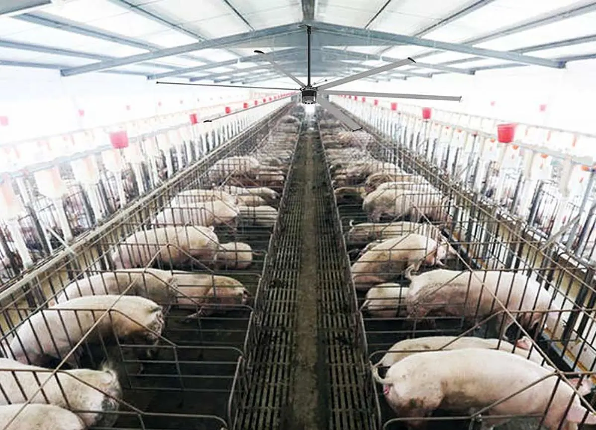 ventiladores para granjas de cerdos - Qué debe tener una granja de cerdos