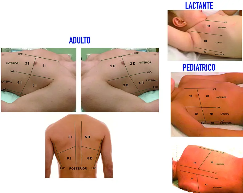campos pulmonares bien ventilados - Qué es el campo pulmonar