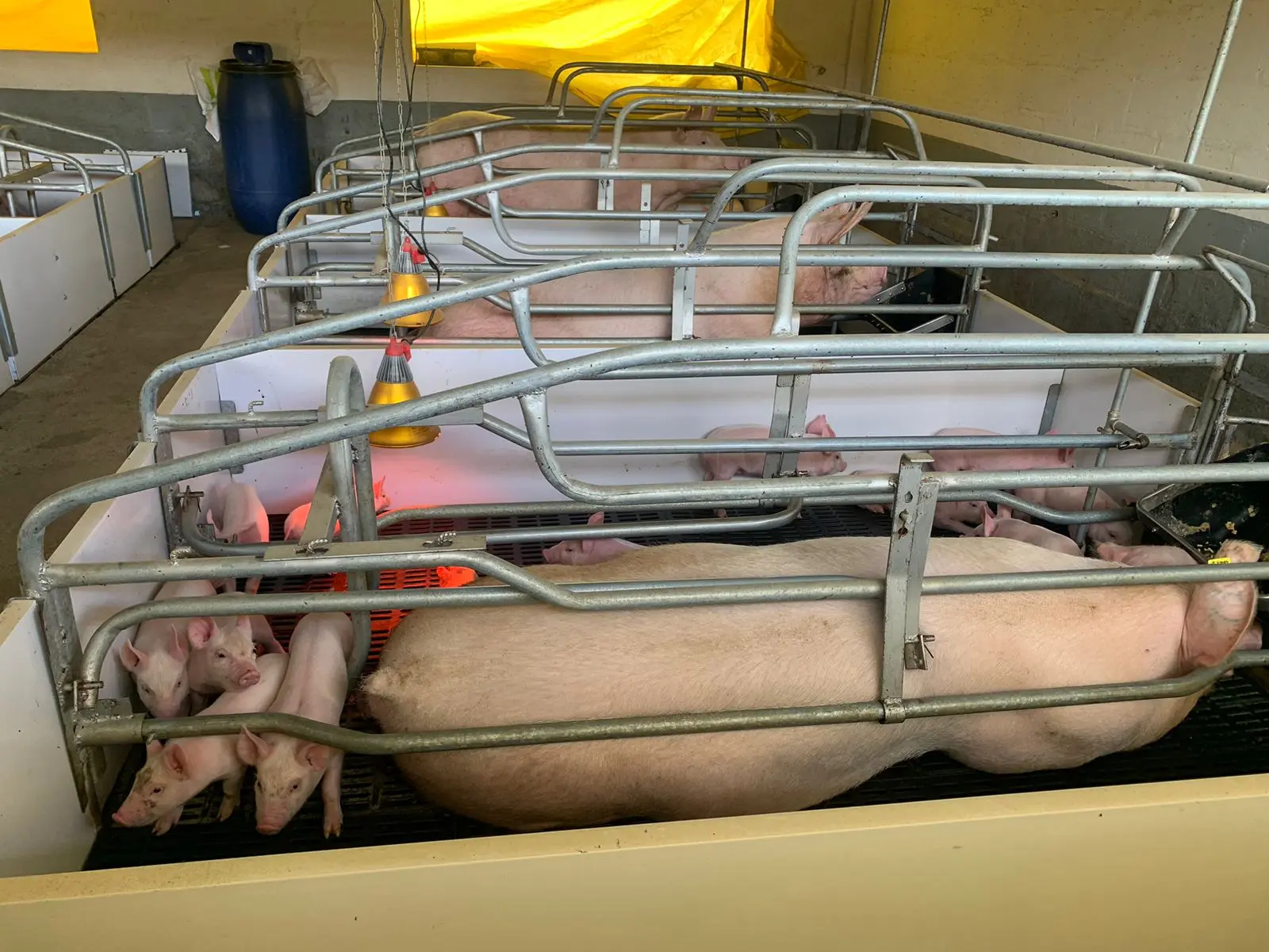 que ventilación es adecuada para los lechones en maternidad - Qué es una sala de maternidad porcina