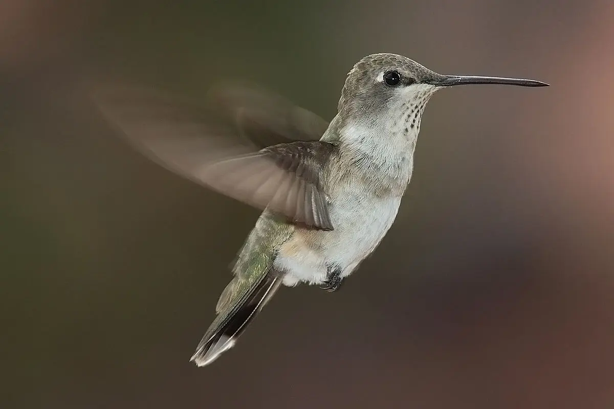 El Vuelo del Picaflor: Un Baile Aéreo a Través del Viento - Qué hace un picaflor picaflor ventila a traves de - Qué hace un picaflor