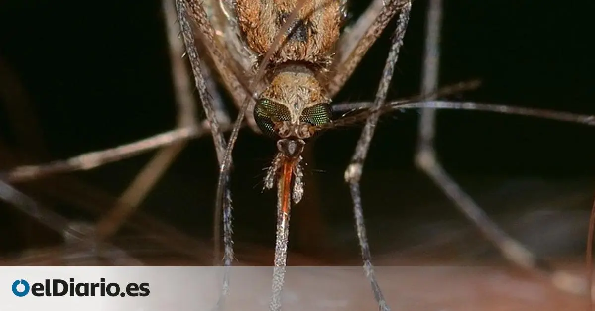el ventilador espanta los zancudos - Qué hacer para que no te piquen los mosquitos por la noche