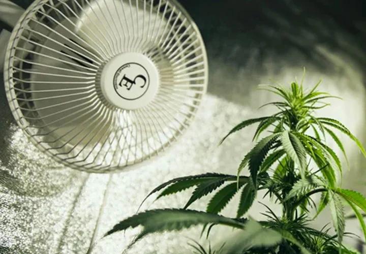 debo aplicar ventilador a mi plantita de cannbis - Qué luz necesitan las plantas de Cannabi