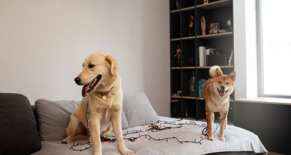 habitaciones ventiladas animales - Qué mascota puedo tener en mi cuarto