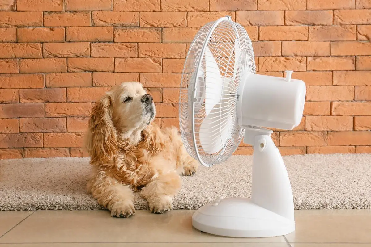 ¿Qué pasa si le pongo un ventilador a mi perro? - Qué pasa si le pongo un ventilador a mi perro a un perro le está vendiendo un ventilador - Qué pasa si le pongo un ventilador a mi perro