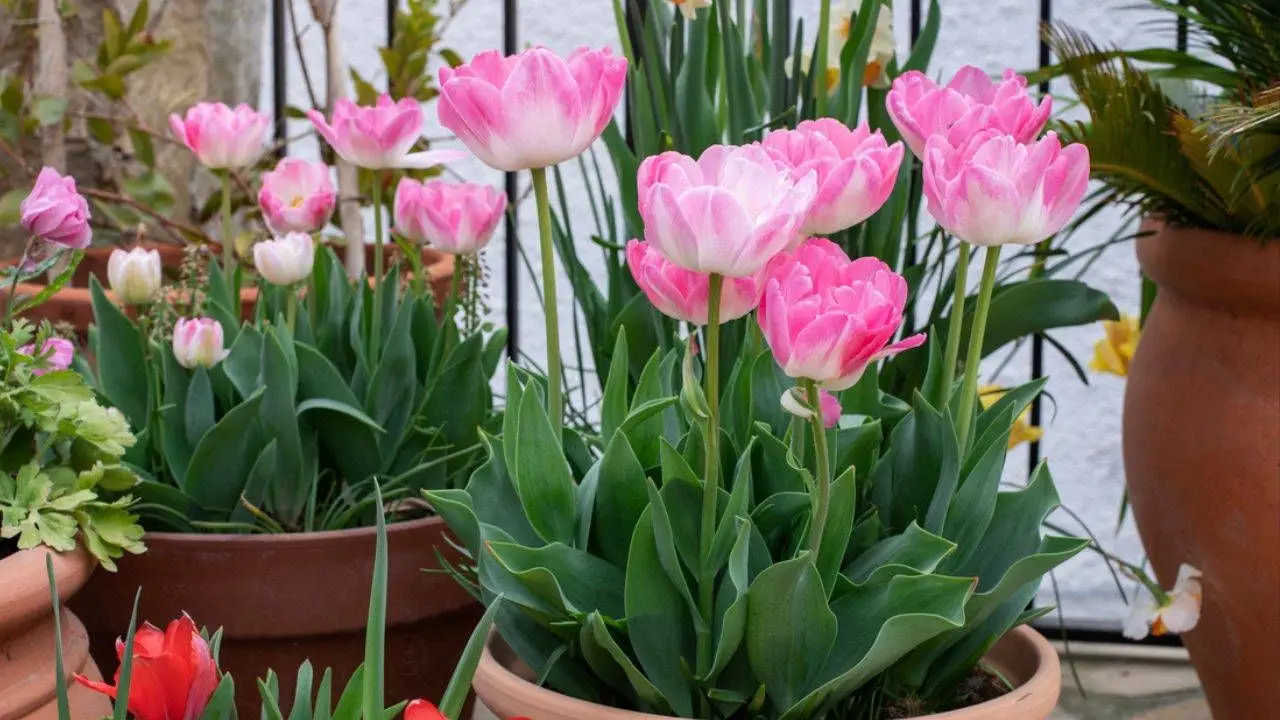 secado de tulipanes con ventiladores - Qué se hace cuando se secan los tulipanes