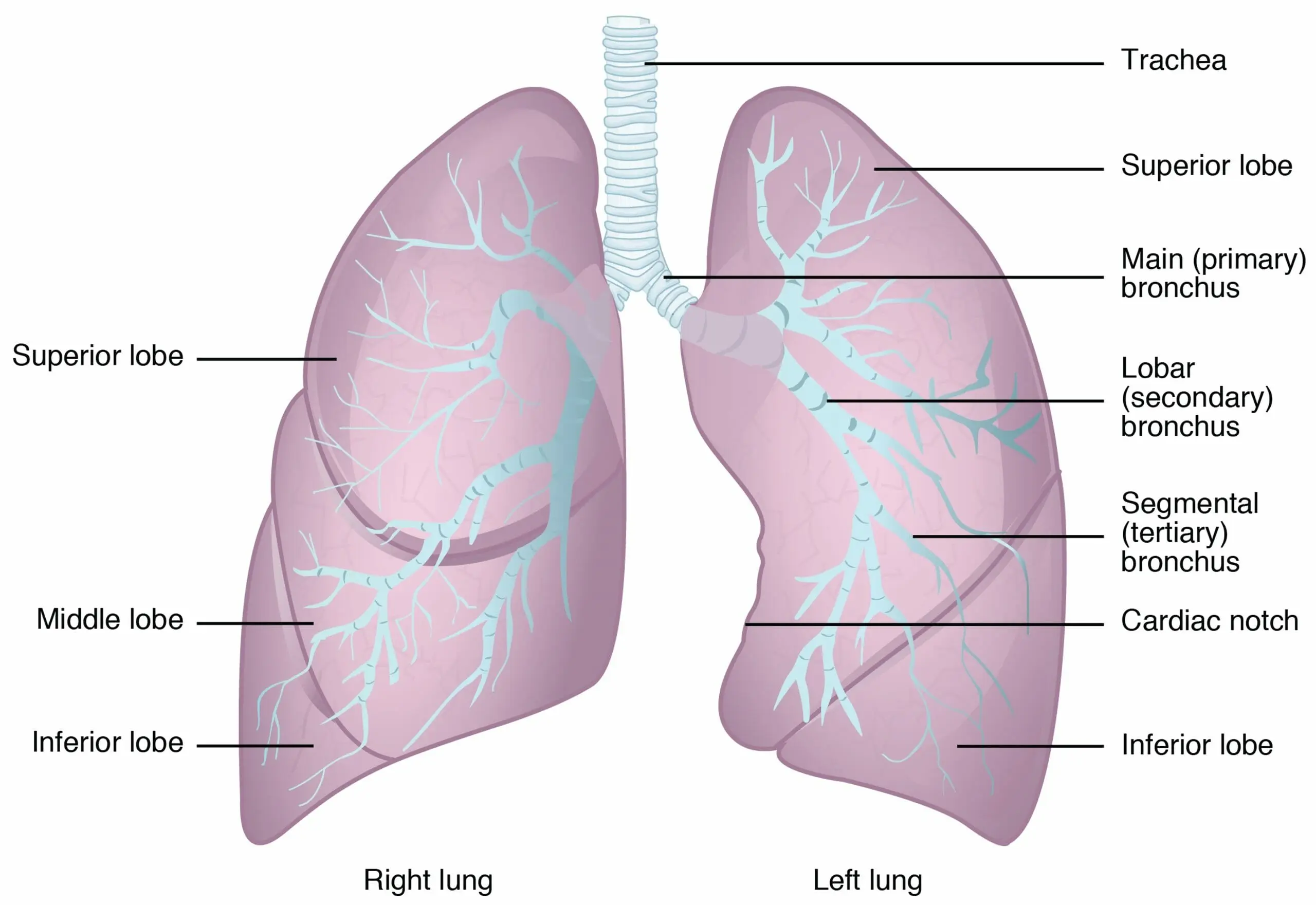Cómo se Ventilan los Bronquios: Esquema y Funcionamiento Detallado - Qué son los bronquios y cuál es su papel en la respiración como se ventilan los bronquios esquema - Qué son los bronquios y cuál es su papel en la respiración