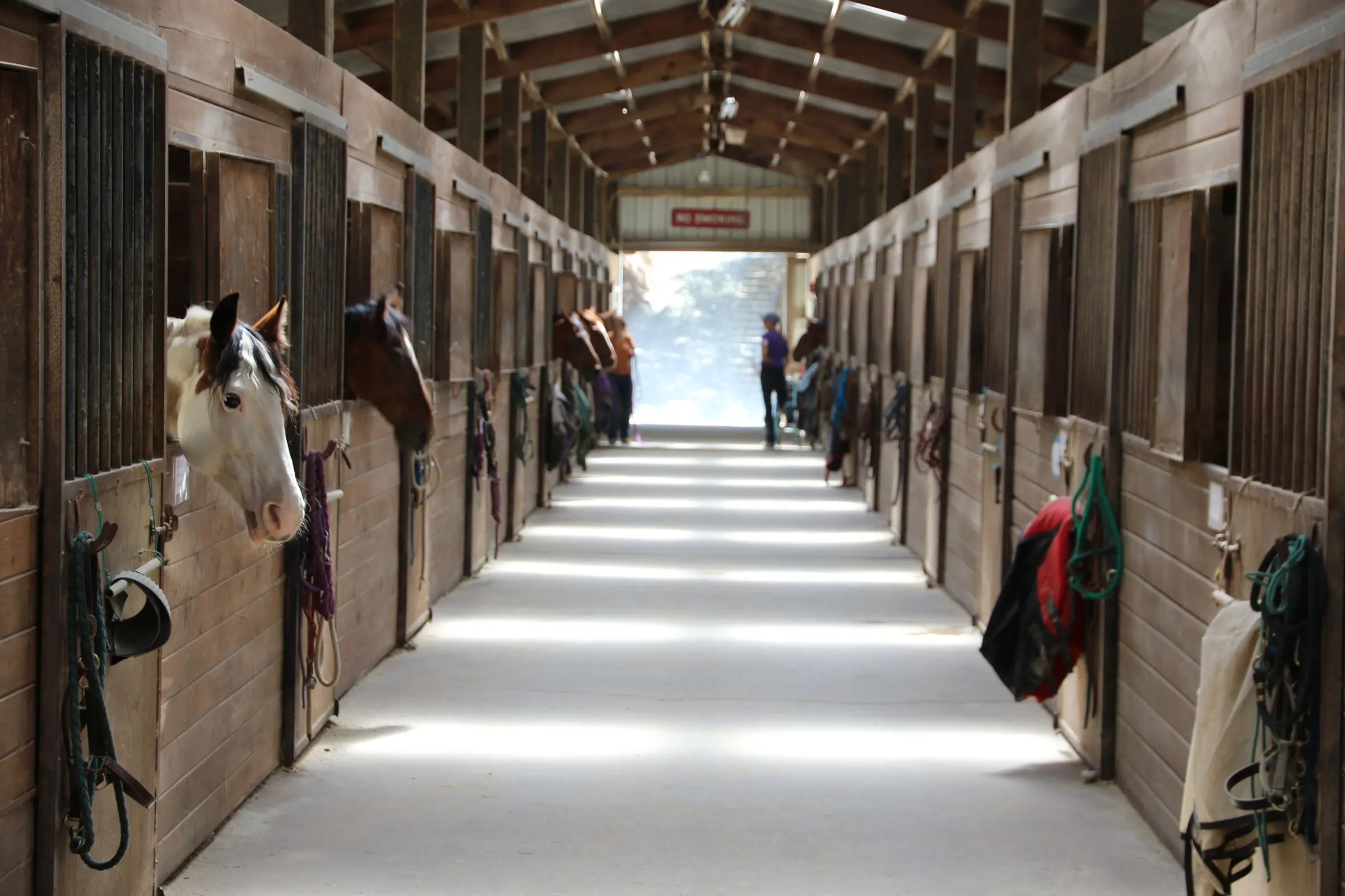 Ventilación en Establos de Caballos: Guía Completa para un Ambiente Saludable - What are the ventilation requirements for horses horse stable ventilation - What are the ventilation requirements for horses
