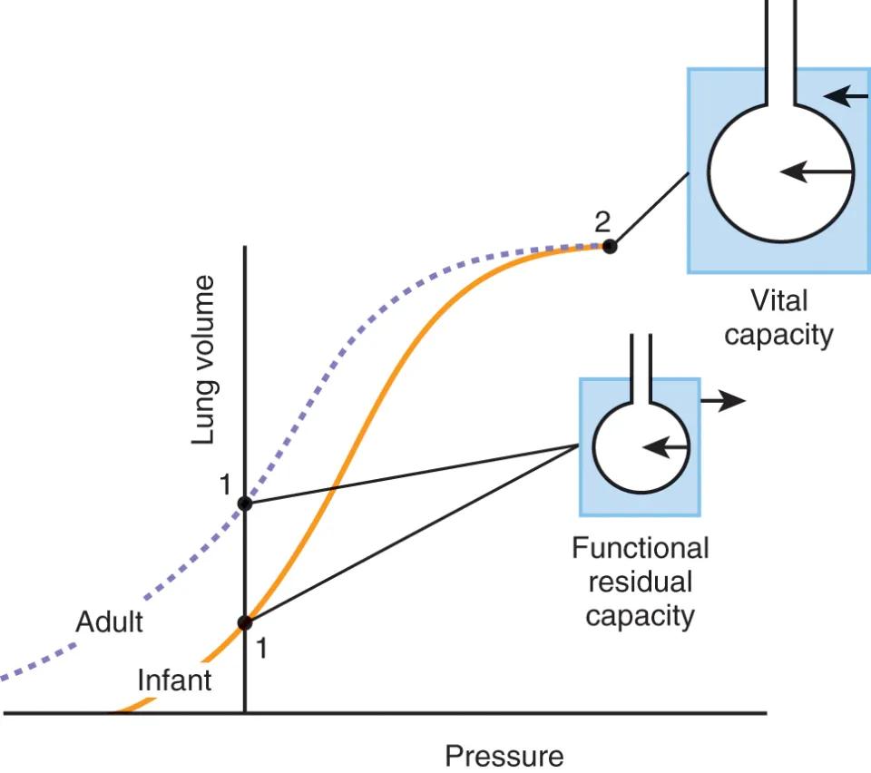 La Influencia de la Gravedad en la Ventilación Pulmonar - What effect gravity has on the lungs during ventilation lung ventilation perfusion gravity - What effect gravity has on the lungs during ventilation
