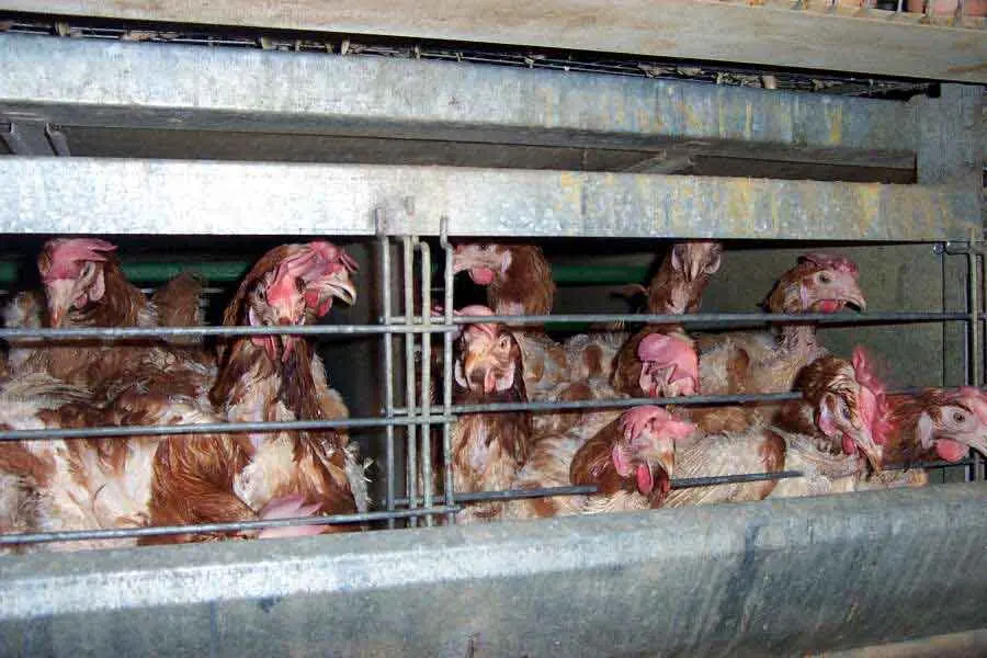 Sistemas de Jaulas para Pollos de Engorde con Ventilación de Techo Huannonglemu - What is a battery cage system for chickens broiler cage system with roof ventilator huannonglemu - What is a battery cage system for chickens