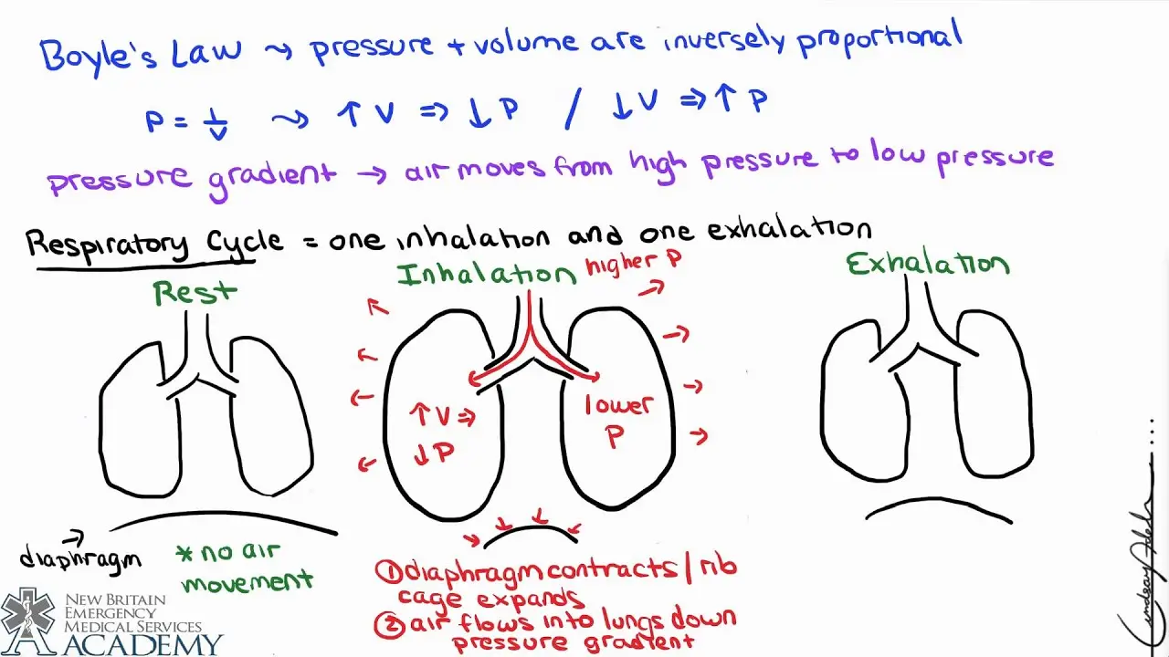 Ventilación Alveolar: Una Guía Completa - What is alveolar ventilation and alveolar co2 define alveolar ventilation - What is alveolar ventilation and alveolar co2