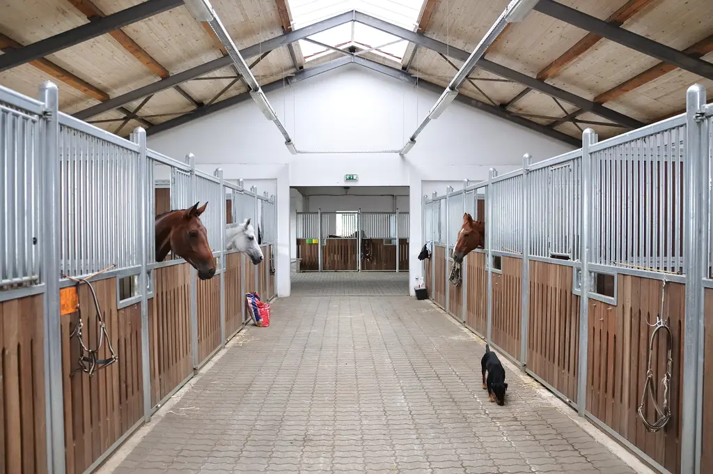 Ventilación en Establos de Caballos: Guía Completa para un Ambiente Saludable - What is the best ventilation for a horse horse stable ventilation - What is the best ventilation for a horse