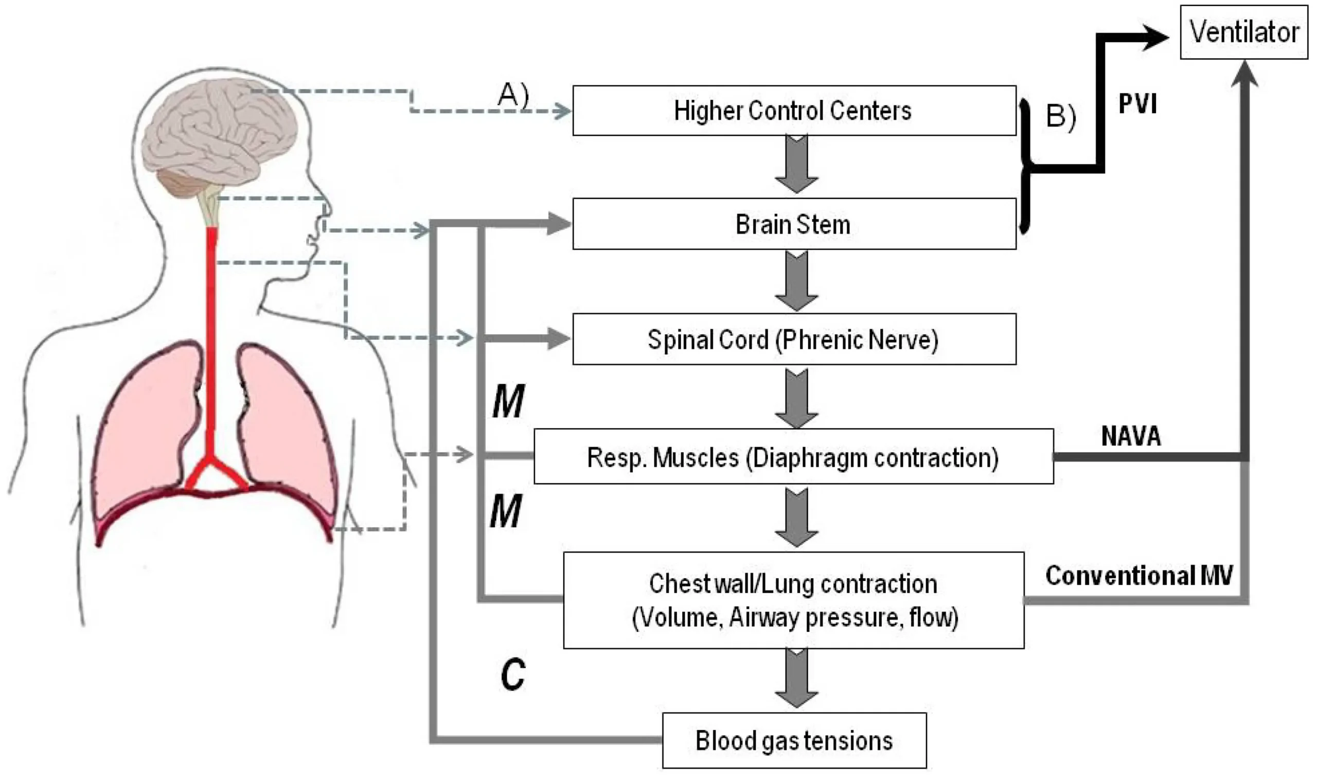 Control de la Respiración Durante la Ventilación Mecánica - What is the control of respiratory ventilation control of breathing during mechanical ventilation - What is the control of respiratory ventilation