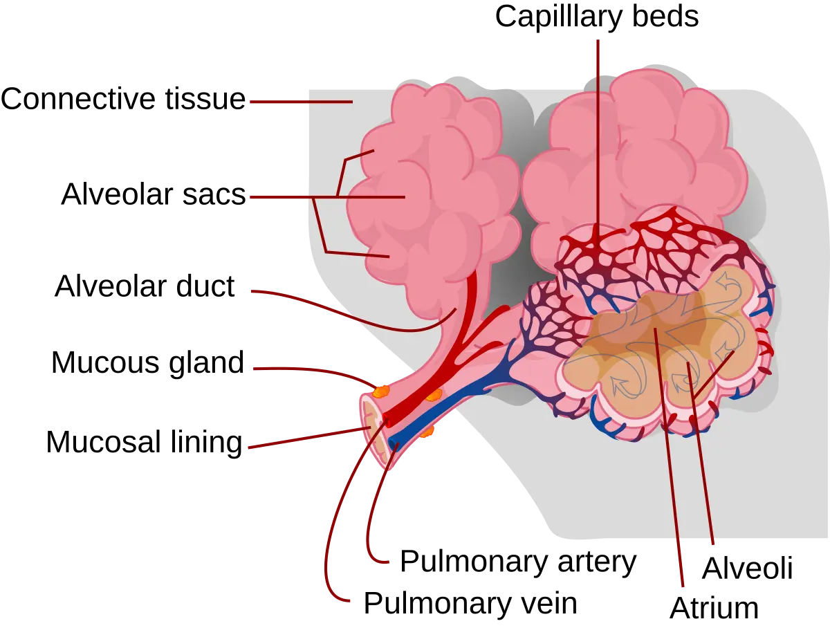 ventilation perfusion relationship - When ventilation exceeds perfusion, it leads to